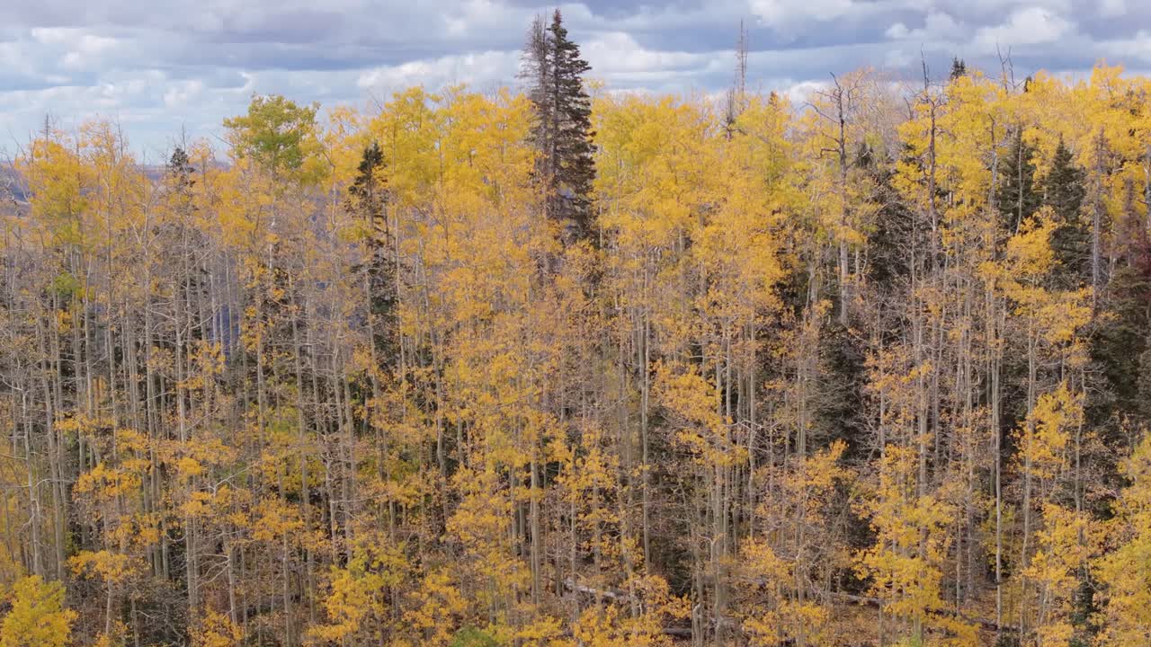 tomada de una grúa de avión no tripulado de la línea de árboles de color naranja y otoño en telluride, colorado, montañas rocosas
