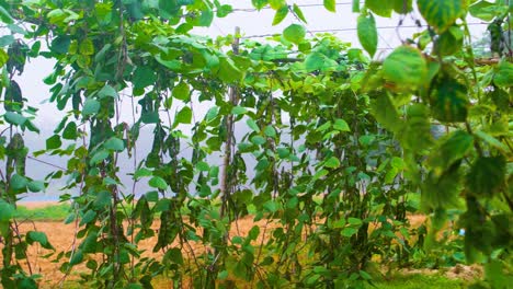 Bean-plants-hanging-in-a-vegetable-farm-in-Bangladesh