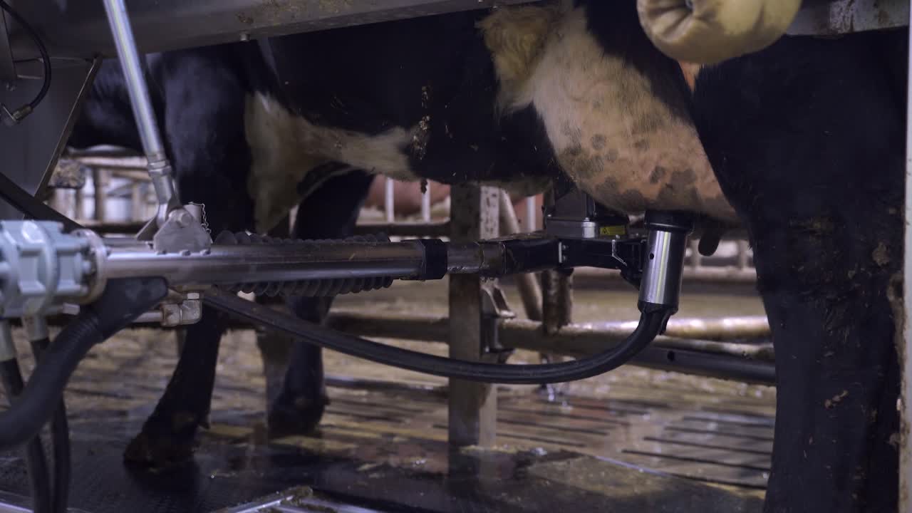 Milk Pump Extracting Milk From Cow's Udder