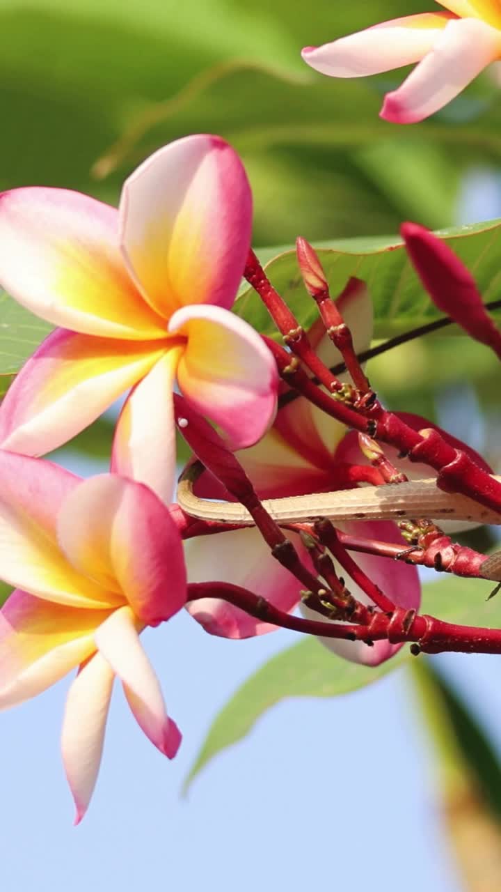 lagarto navegando a través de las coloridas flores de plumeria