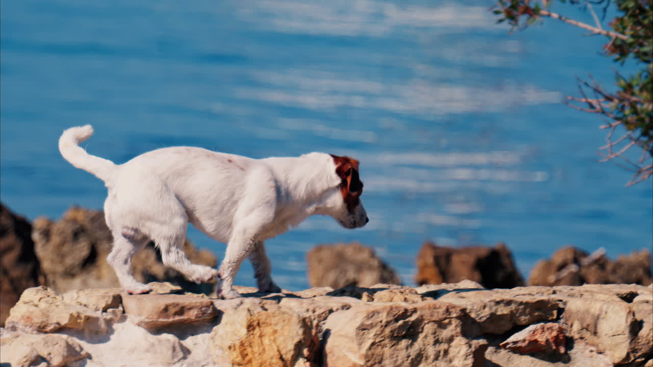 Jack Russell Terrier dog moving around on rugged rocks on the shore of the Mediterranean Sea