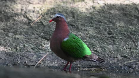 wadend in een vogelbad naar links gericht terwijl schaduwen en zonlicht erop dansen, gewone smaragdduif chalcophaps indica, thailand