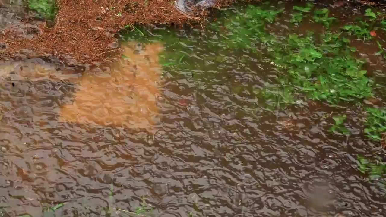 Soft rainfall creates textured waters. Gentle rain produces ripples and earthy water reflections. Tranquil surface displays textured reflections energized by soft rain and rippling movements