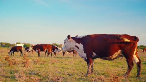 cows enjoying fresh grass in the tranquil silence of a beautiful, sunny autumn day.
