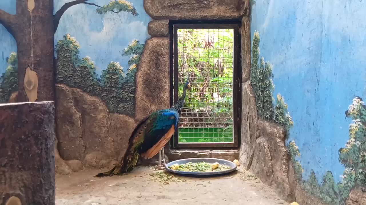 케이지 에 인 무새