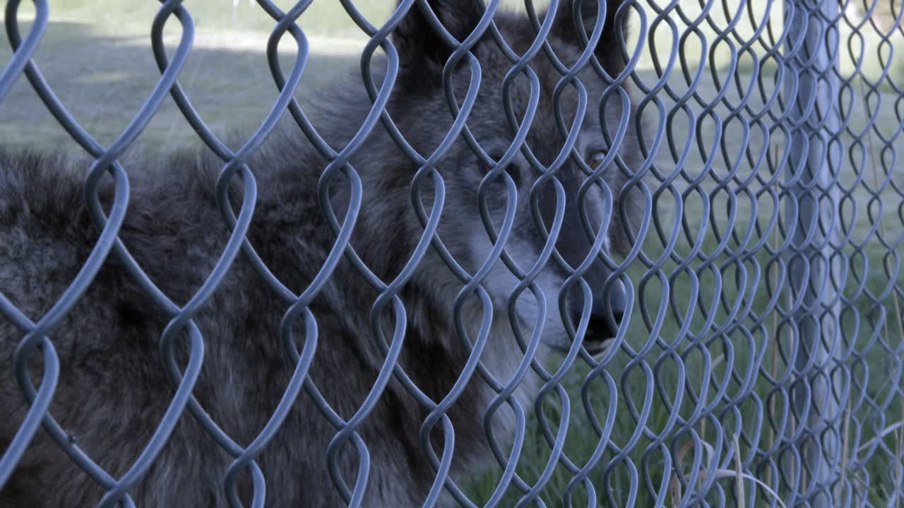 primer plano de un lobo a través de una valla
