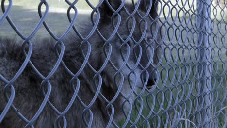 closeup of a wolf through a fence