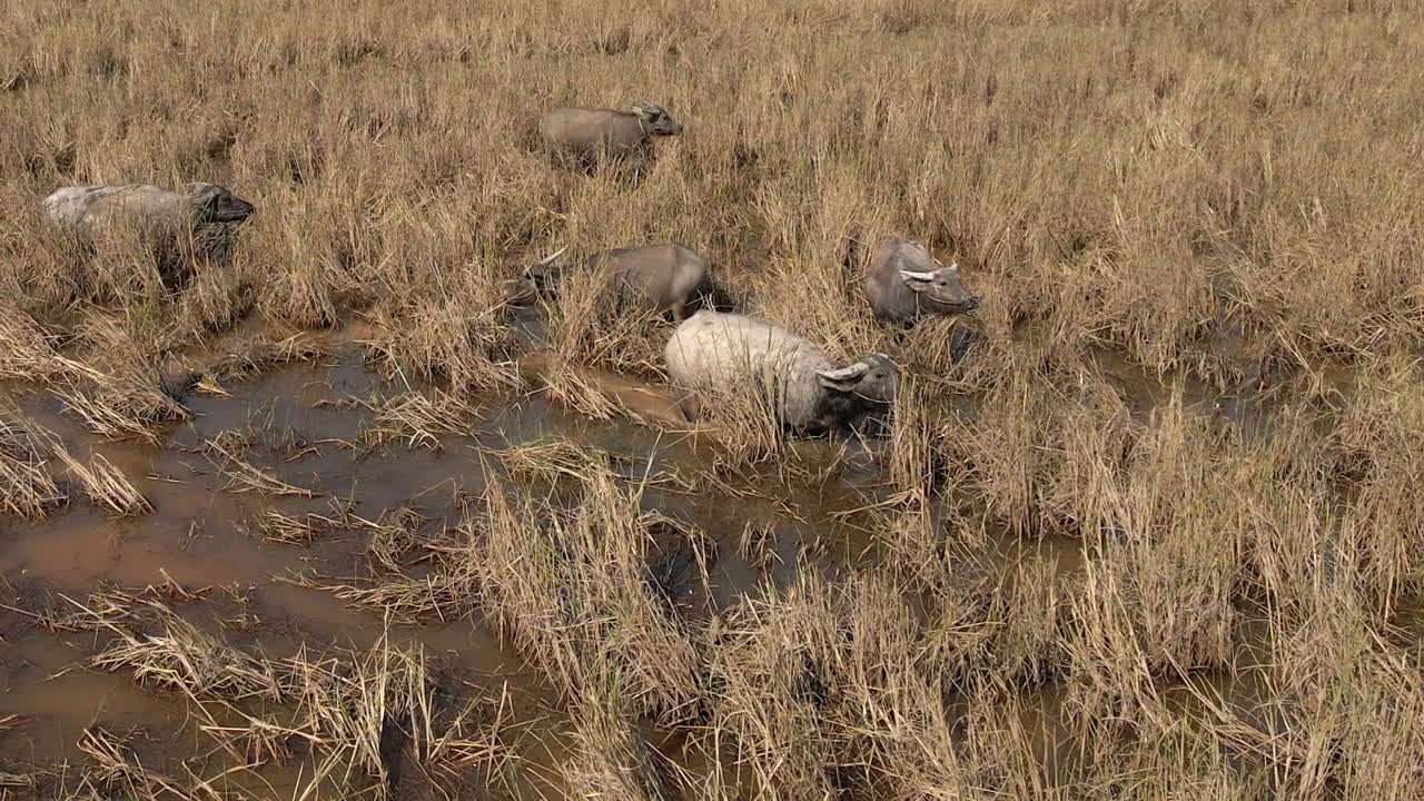 Enormi bufali d'acqua domestici mangiano erba secca nella savana allagata, Cambogia