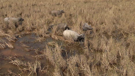 Enorme-Búfalo-De-Agua-Doméstico-Come-Hierba-Seca-En-La-Sabana-Inundada,-Camboya