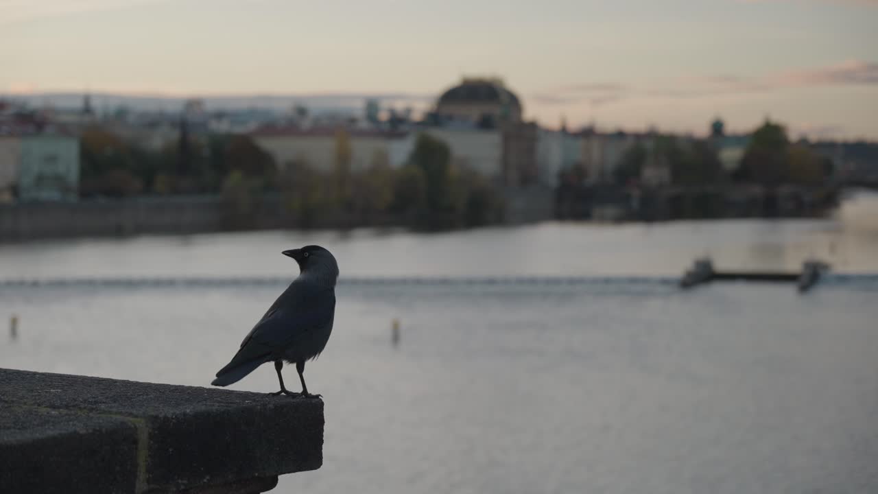 Bird over Prague river at sunset
