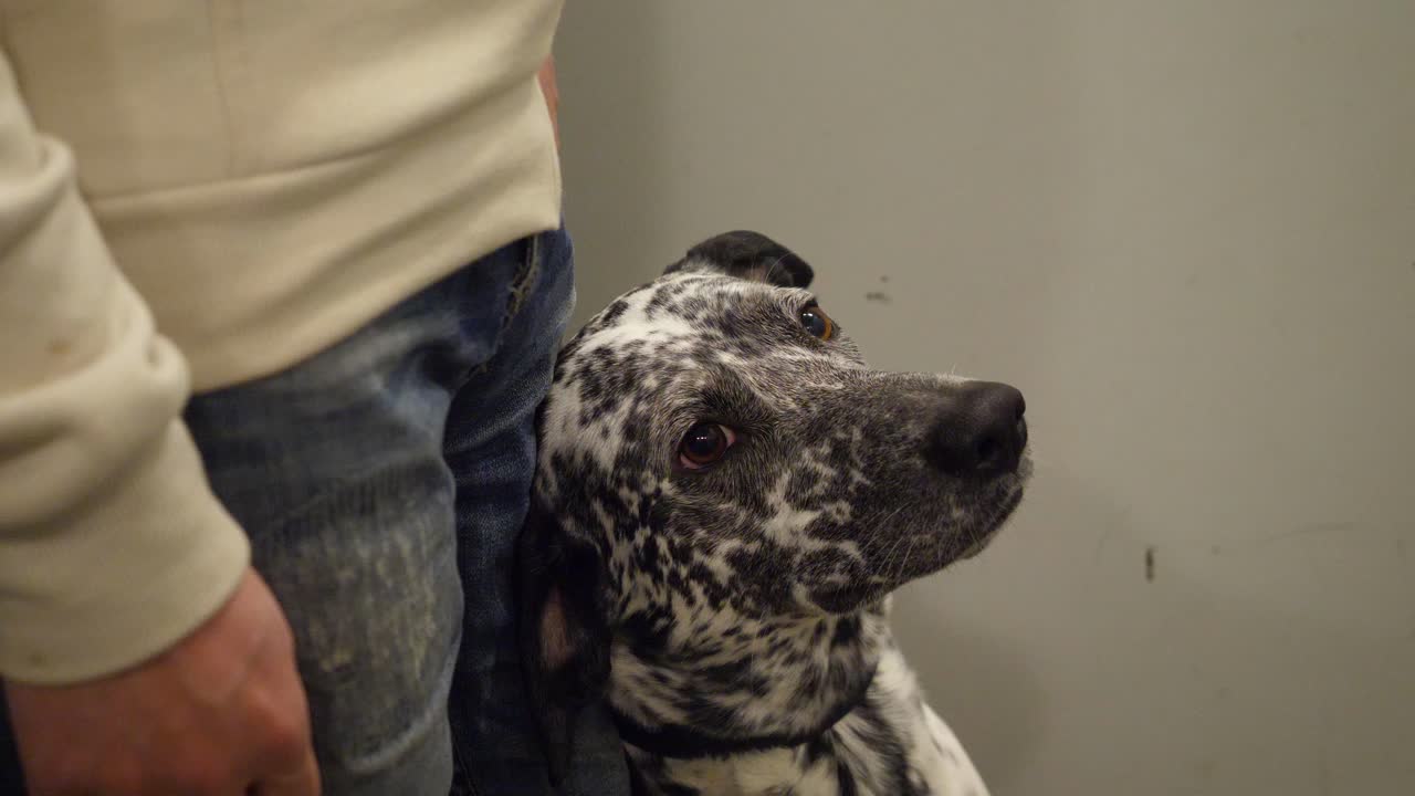 perro siendo paseado y acariciado