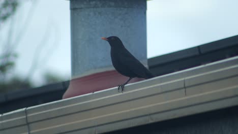 Common-Blackbird-Perched-On-Roof-With-Chimney-Then-Flies-Away-Australia-Gippsland-Victoria-Maffra