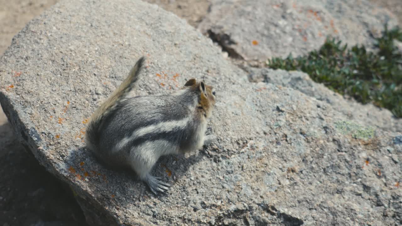 una ardilla comiendo en una roca en el parque nacional jasper, en canadá