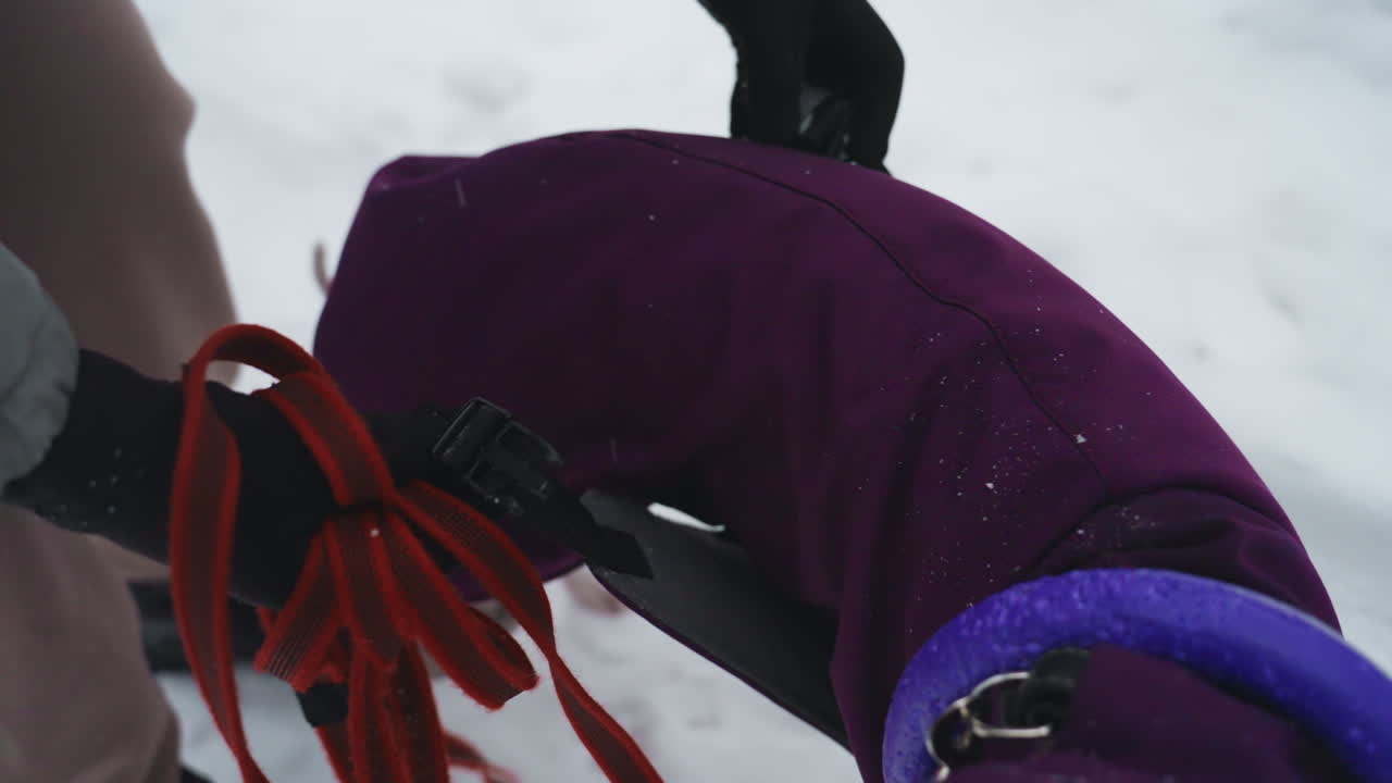 Person wearing black gloves adjusts buckle on purple dog coat while holding red leash, preparing pet for winter walk on snowy ground, close-up interaction showing care and readiness in cold weather