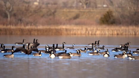 Bandada-De-Gansos-De-Canadá-En-El-Agua,-En-Cámara-Lenta