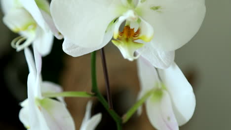 white plant in a modern apartment in santa monica los angeles california