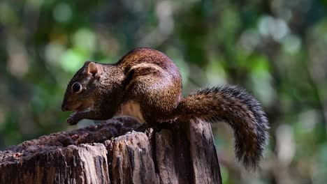 The-Indochinese-Ground-Squirrel-is-commonly-found-in-Thailand-just-about-anywhere-it-can-thrive