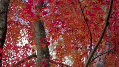 Close up view of vibrant red maple leaves during autumn colors in Japan