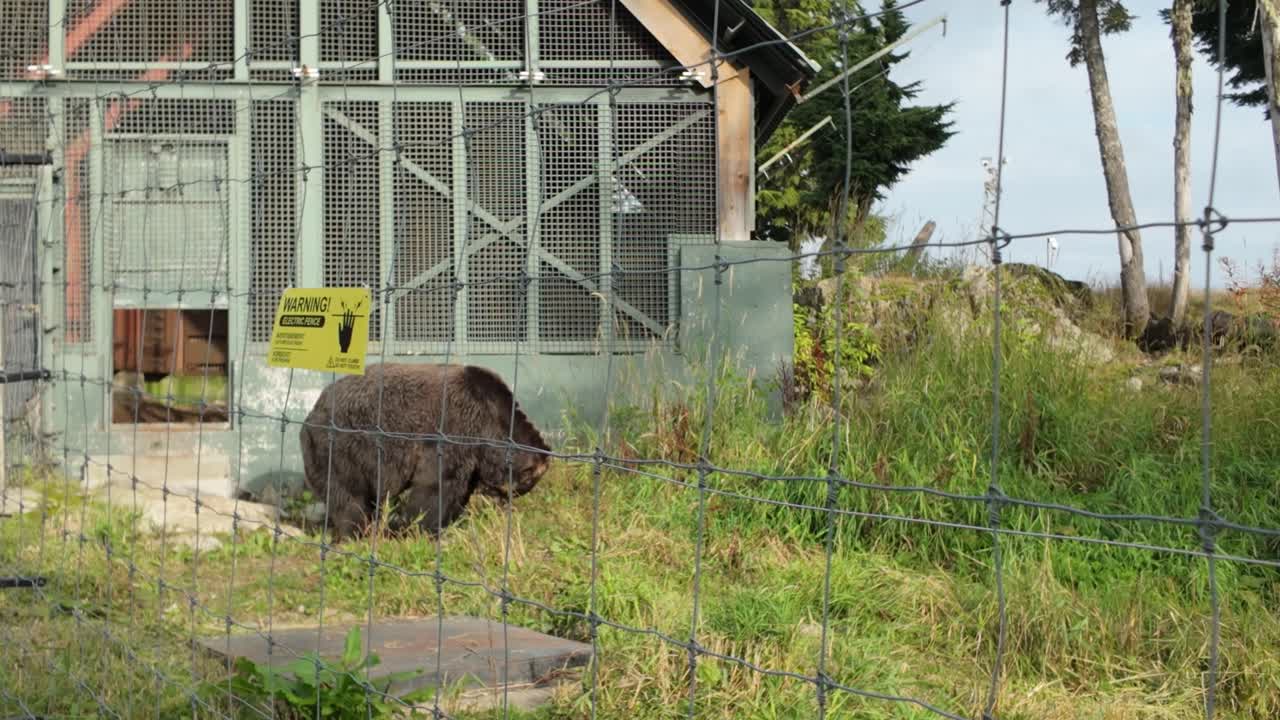 Gimbal wide panning shot of rescued grizzly bears Coola and Grinder exiting their den at Grouse Mountain during autumn in North Vancouver, British Columbia, Canada. 4K