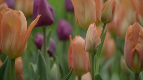 春季的郁金香花園 慢速拍攝