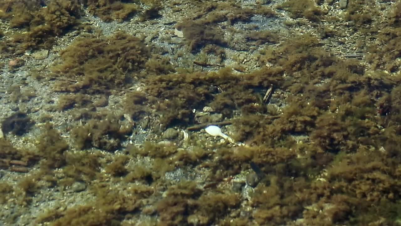 A discarded plastic spoon among the floating green algae and debris in the shallow seawater showing the global problem of pollution