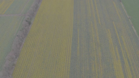 overhead view revealing a fully bloomed daffodil farm. the hedgerows and flower rows align perfectly whilst the land is rich in yellows and greens in this beautiful irish landscape shot