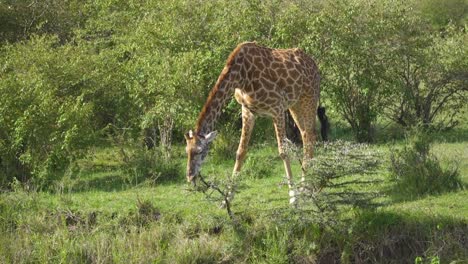 Giraffe-bending-down-to-eat-leaves-off-branch