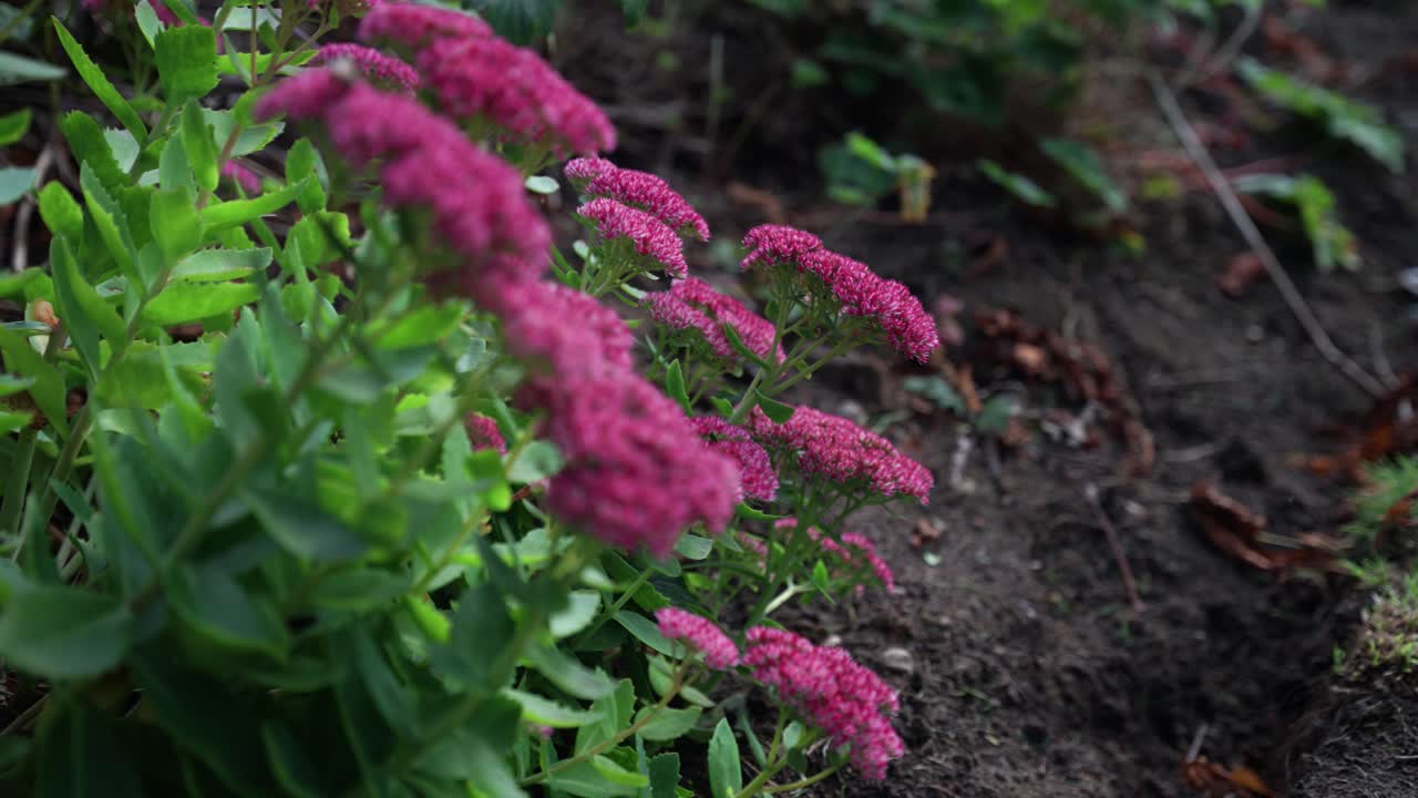 Blooming hylotelephium in garden, vibrant autumn perennials in focus