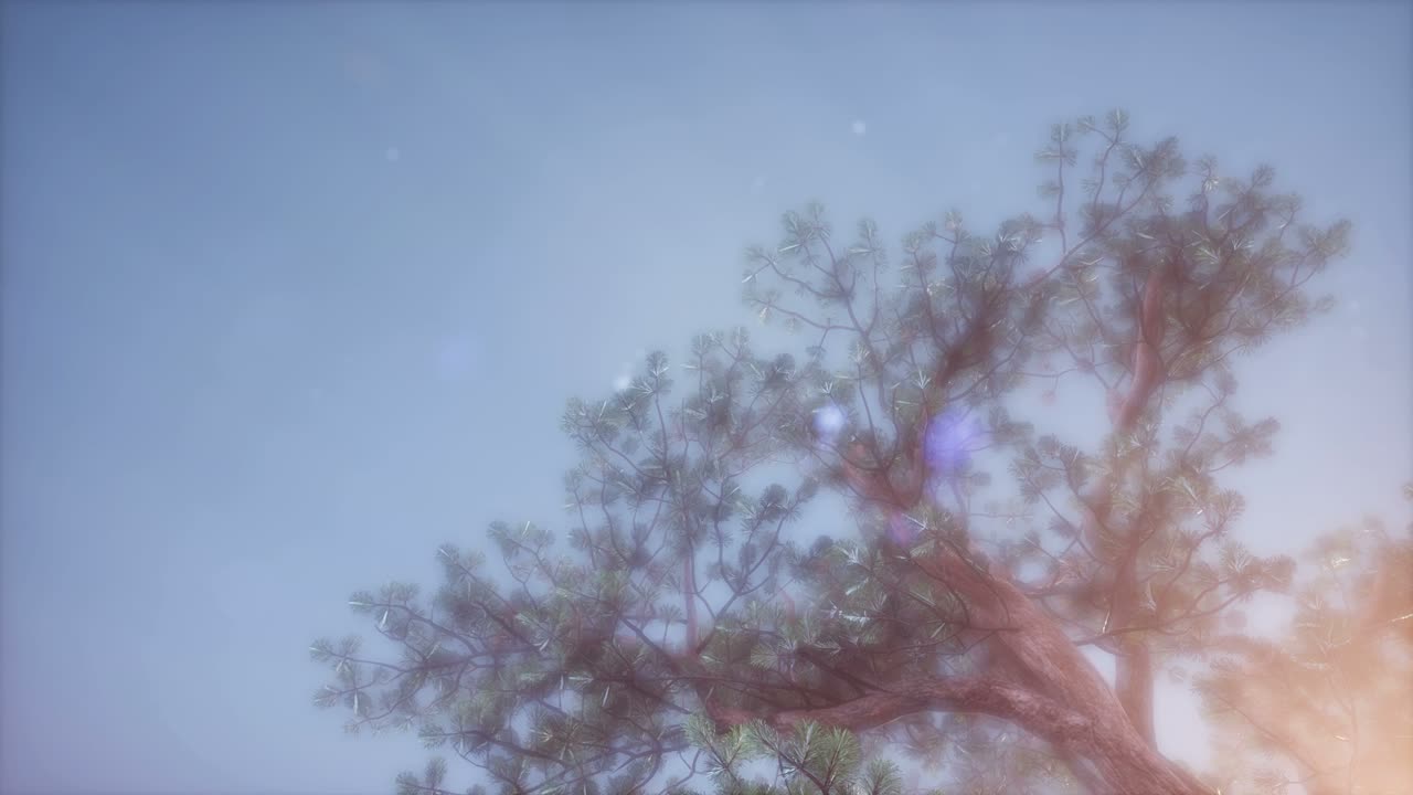 나무들을 가로지르는  ⁇ 빛