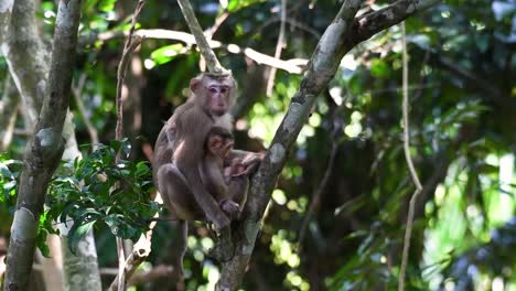 el macaco de cola de cerdo del norte es un primate que se encuentra comúnmente en el parque nacional de khao yai, aunque es una especie vulnerable