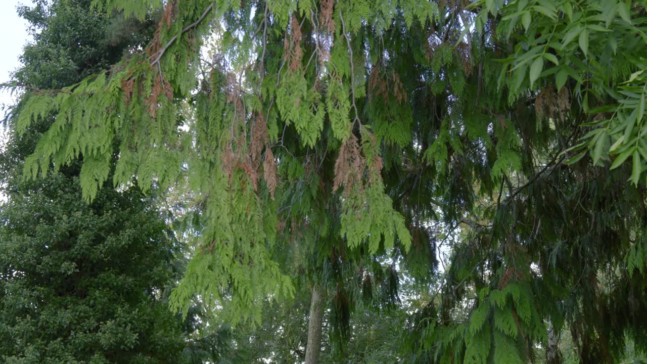 Mixed leaf tree branches, evergreen spruce forest, English countryside nature