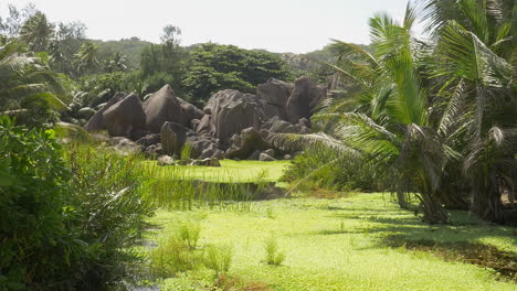 stable tripod shot of green pond on la digue island, seychelles, surrounded by granite rocks and tropical plants