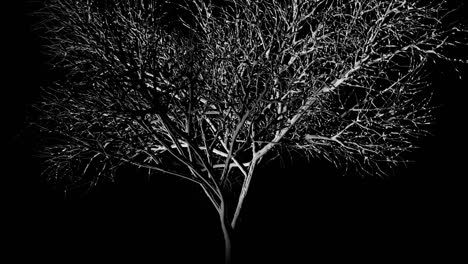 a spotlight shining onto a haunted and eerie lone tree at night as it rotates 360 degrees - seamless looping