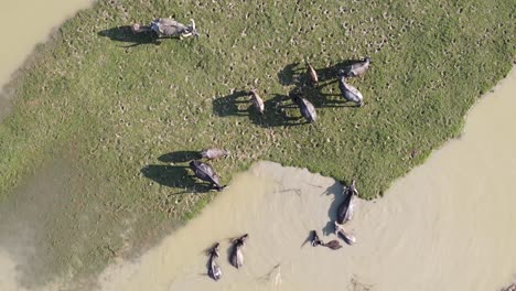 top down aerial drone shot of buffalos swimming inside muddy waterhole, rising