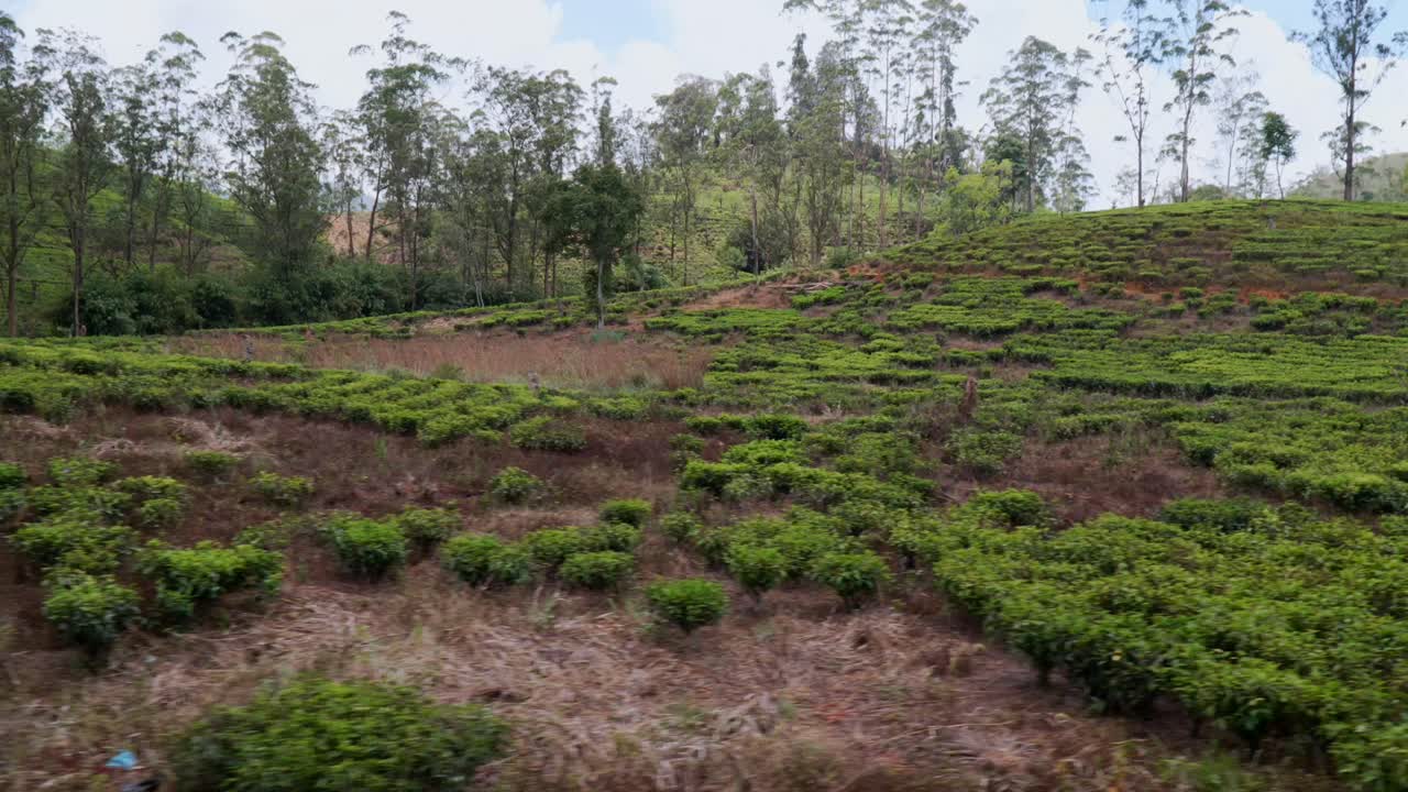 Train journey through lush tea plantations near Kandy, Sri Lanka, showing scenic views