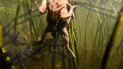 underwater close up of two toads in process of mating, laying eggs in murky pond