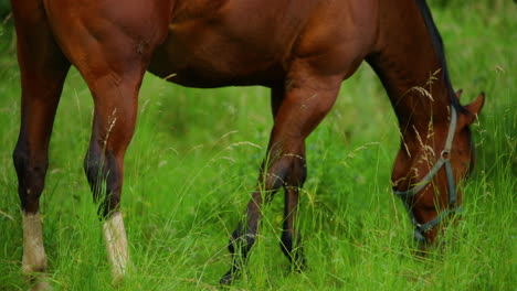 Caballo-Marrón-Pastando-En-La-Hierba-Durante-Un-Día-Soleado