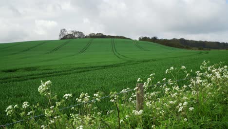 english wheat field bordered by white flowers and a barbed wire fence, cloudy sky and gentle breeze