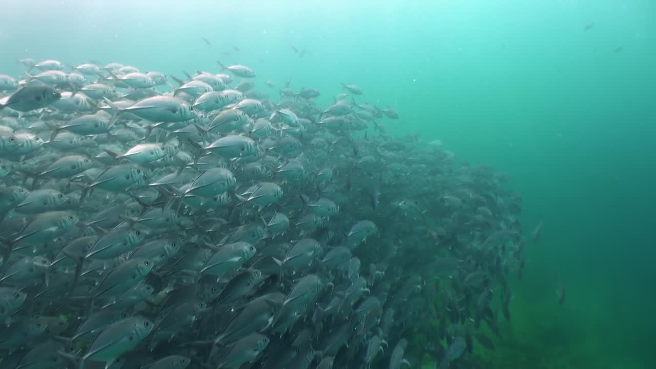 banco denso de jureles patudo caranx sexfasciatus, todos los jureles mirando en la misma dirección, que cambiando de dirección uno por uno