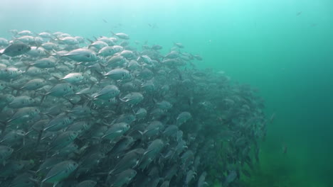 dense-school-of-bigeye-trevally-caranx-sexfasciatus,-all-jacks-facing-same-direction,-than-changing-direction-one-by-one