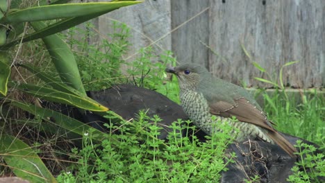 satin bowerbird female eating green weeds grass daytime australia, victoria, gippsland, maffra