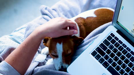 docile jack russell doggie lies next to owner working on laptop in bed