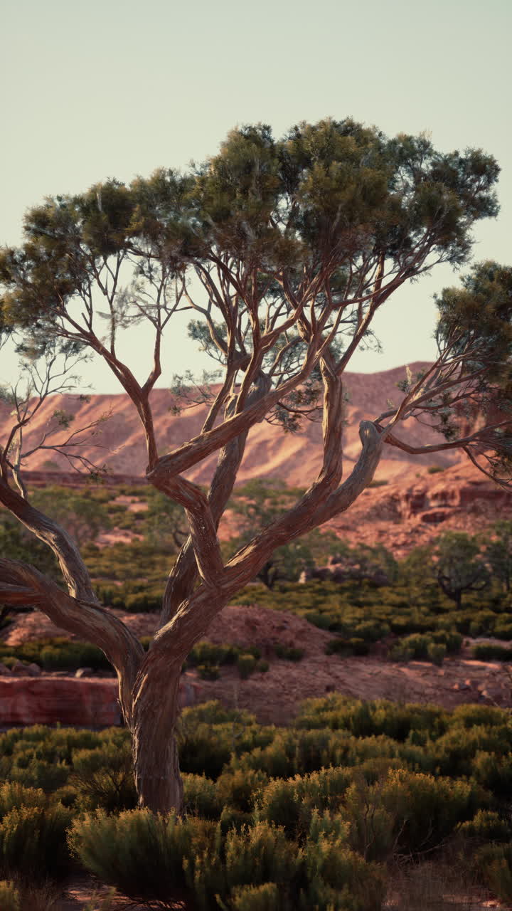 un árbol retorcido en el desierto