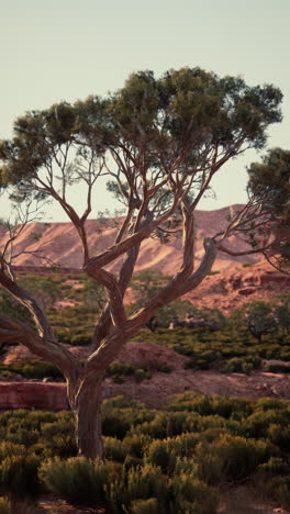a twisted tree in the desert