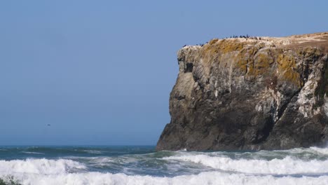 a flock of cormorants sits perched on top of a massive rock on the oregon shoreline