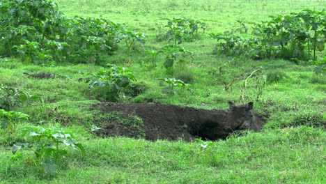 Warthog Entering and Exiting Burrow in African Grassland
