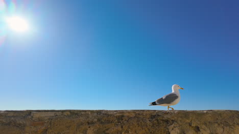 A-solitary-seagull-stands-atop-a-wall-against-the-backdrop-of-a-clear-blue-sky,-embodying-the-essence-of-coastal-life-and-the-freedom-associated-with-the-open-skies-and-seas