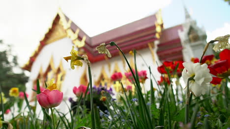 チューリップと水仙の花畑をズームアウトすると、隠されたタイの仏教寺院の壮大な景色が現れます