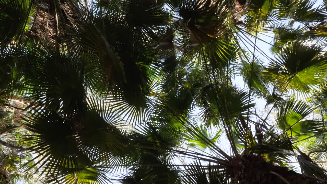 호주의 울창한 리비스토나 야자 열대우림의 캐노피를 통해 올려다보는 독특한 전망