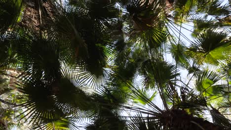 vista única mirando hacia arriba a través del dosel de una densa selva tropical de palmeras livistona en australia